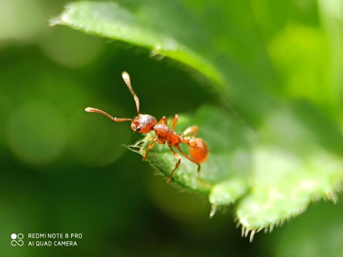 Fourmi rouge (Myrmica rubra) © "im_shook___"