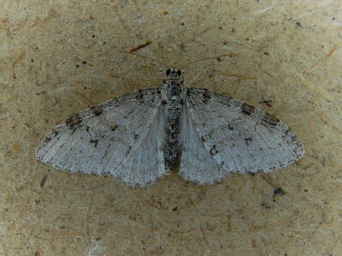 Phalène du Charme (Trichopteryx carpinata) © Bertrand Debroize