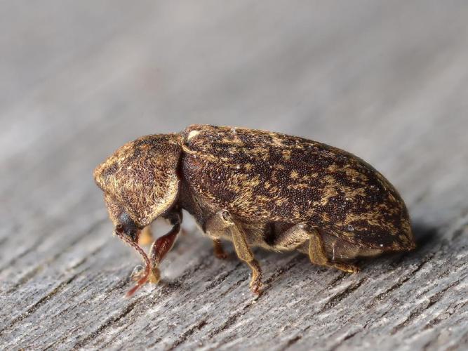 Xestobium rufovillosum © Gilles San Martin