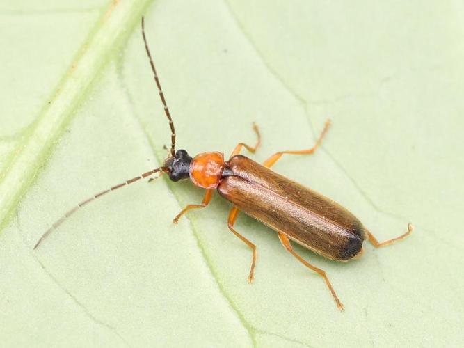 Rhagonycha lutea © Marie Lou Legrand