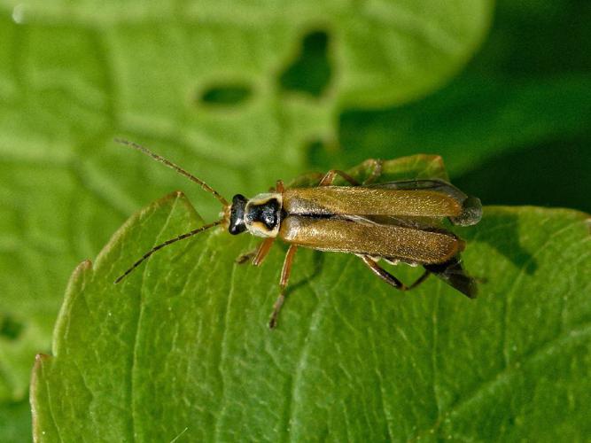 Cantharis decipiens © Donald Davesne