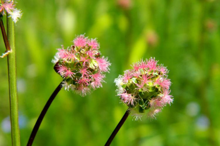 Petite pimprenelle (Sanguisorba minor) © Morvan Debroize