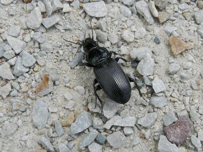 Pterostichus melanarius © James Bailey