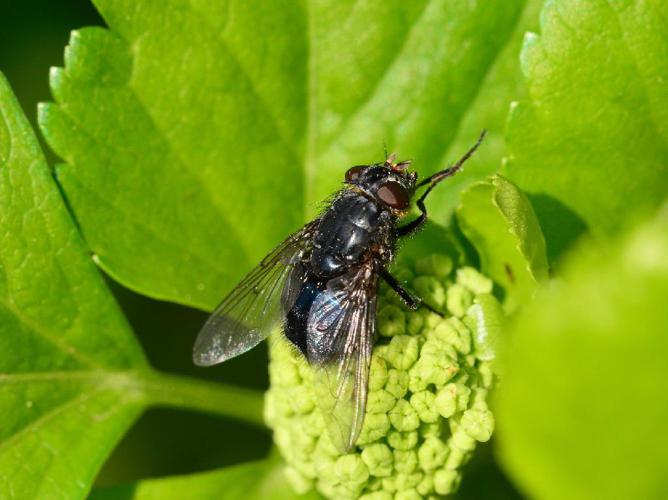 Mouche bleue (Calliphora vomitoria) © David Renoult