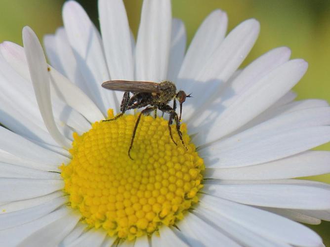 Empis pennipes © Bernard Noguès