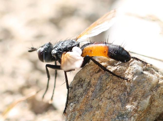 Cylindromyia brassicaria © Marie Lou Legrand