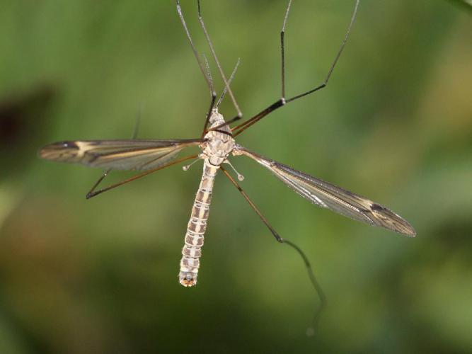 Tipula lateralis © Juvé Yannick