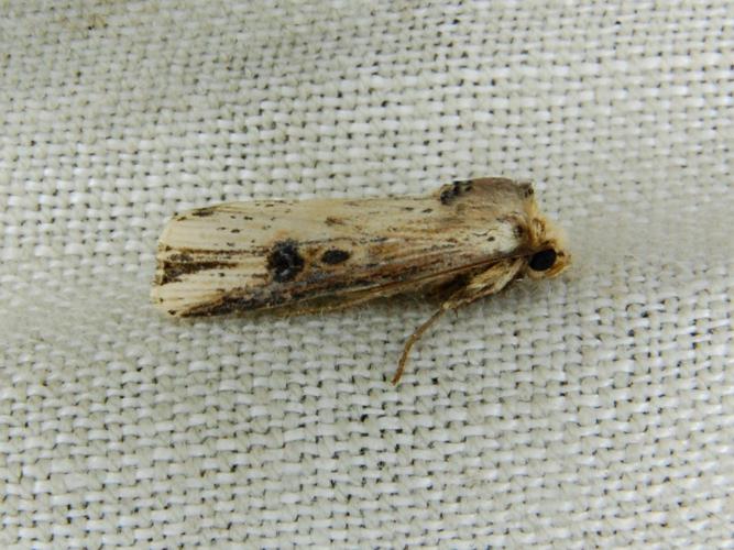 Noctuelle putride (Axylia putris ) © Bertrand Debroize