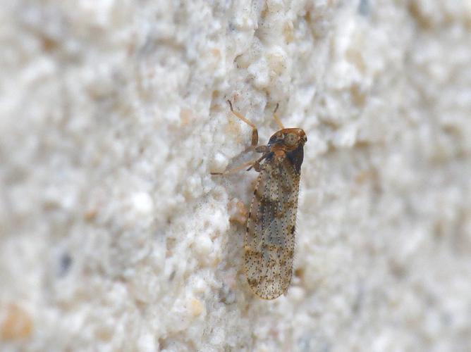 Tachycixius pilosus © Bernard Noguès