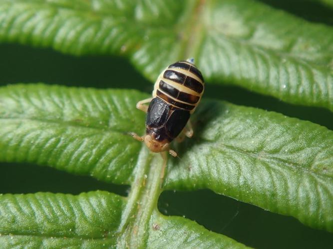 Ditropis pteridis © David Renoult