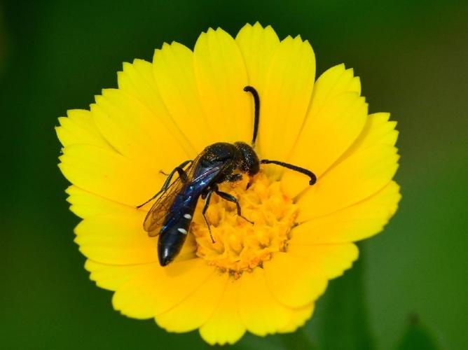 Sapyga quinquepunctata © David Renoult