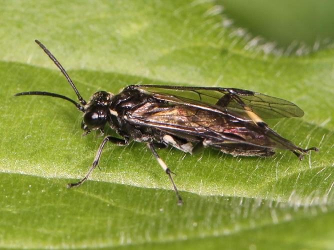 Macrophya alboannulata © Marie Lou Legrand