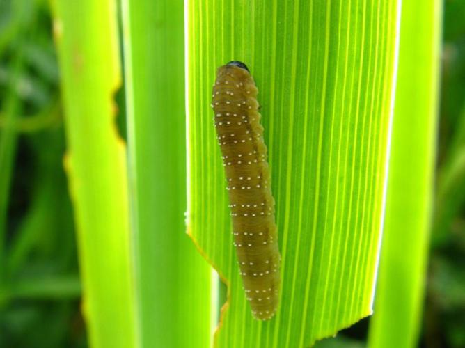 Rhadinoceraea micans © "michi1"