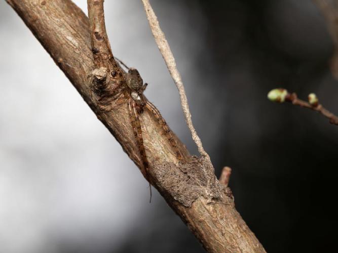 Metellina merianae © Martin Galli