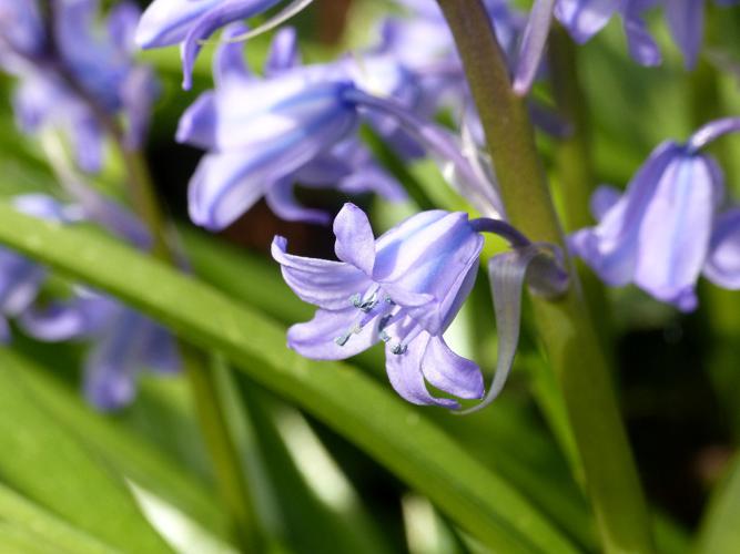 Jacinthe d'Espagne (Hyacinthoides hispanica), fleur © Morvan Debroize