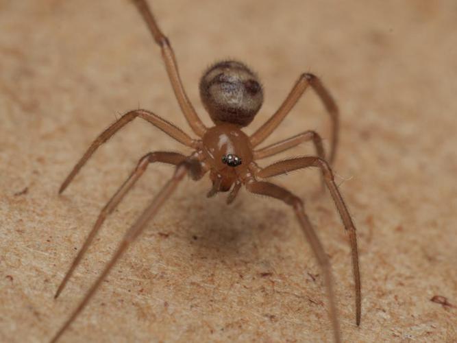 Stéatode domestique (Steatoda grossa) © Cédric Mondy