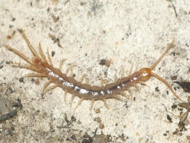 Lithobius forficatus © Benoît Segerer