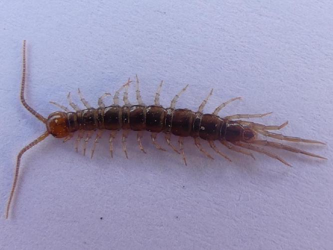 Lithobius melanops © "Explo'Nature"