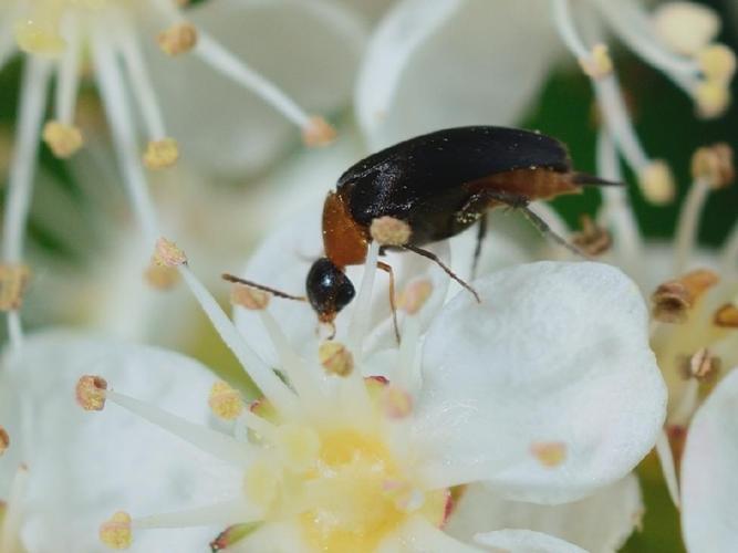 Mordellochroa abdominalis © Bernard Noguès