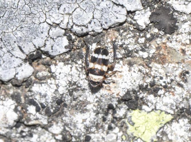 Planaphrodes bifasciatus © Pascal Dubois