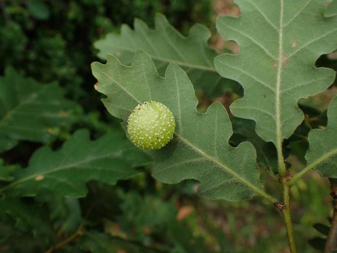 Cynips quercusfolii © Matthieu Gauvain