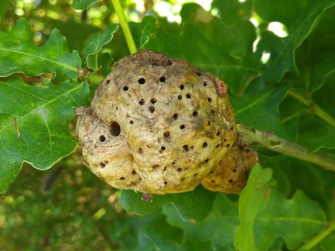 Galle du chêne (Biorhiza pallida) © Chris Adlam