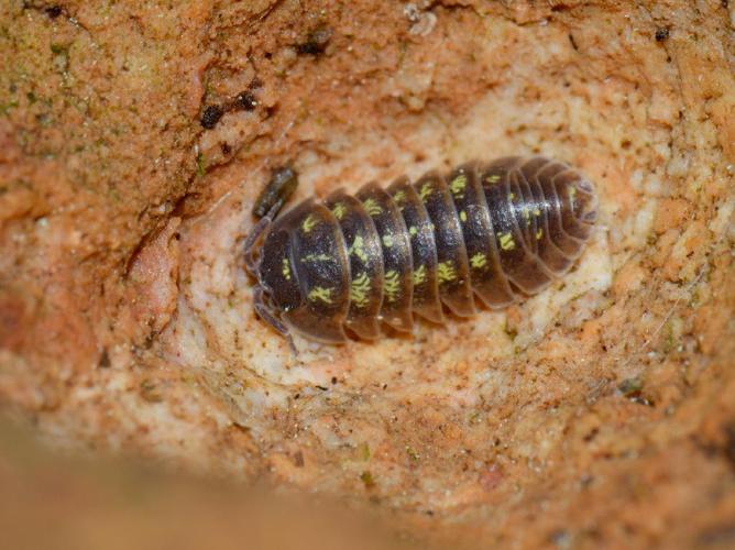 Armadillidium depressum © Bernard Noguès