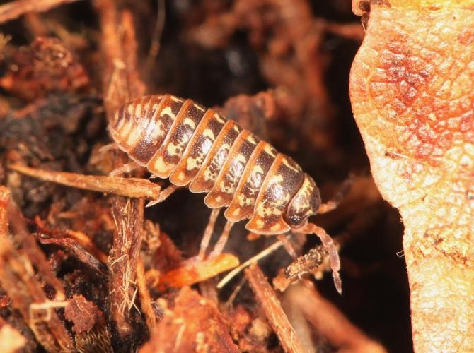 Armadillidium pulchellum © Marie Lou Legrand