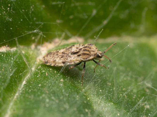 Tingis cardui © Martin Galli