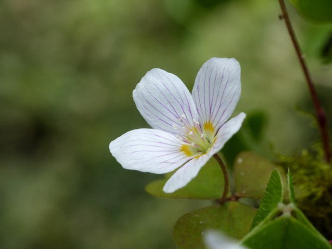 Pain de coucou (Oxalis acetosella), fleur © Morvan Debroize