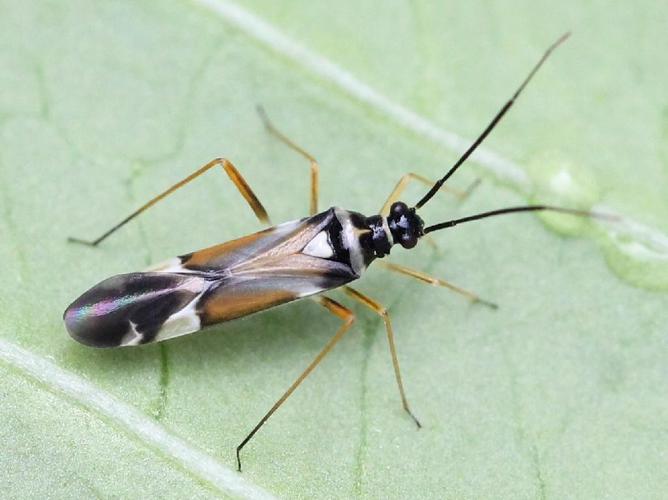 Cyllecoris histrionius © Marie Lou Legrand