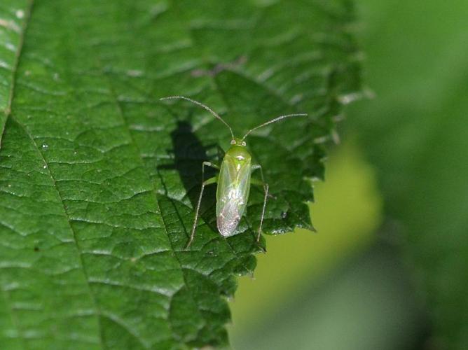 Calocoris affinis © "Danilo"