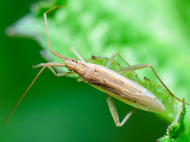 Stenodema laevigata © Ewen Amossé