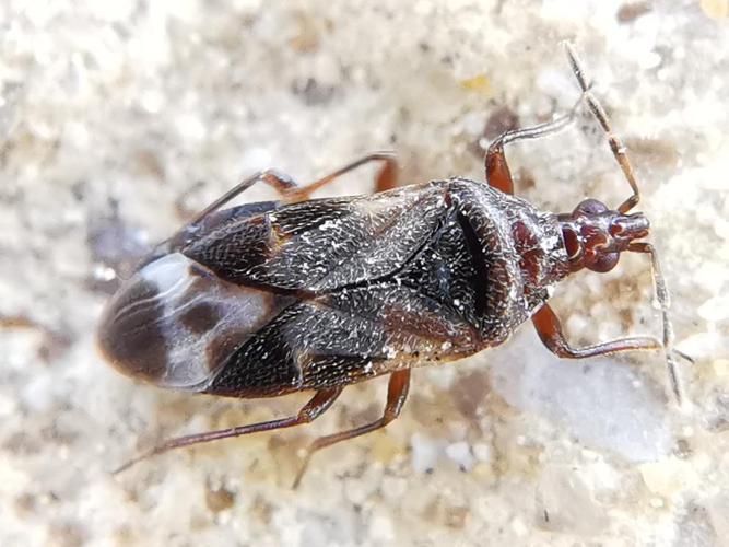 Anthocoris nemoralis © "bscrl"