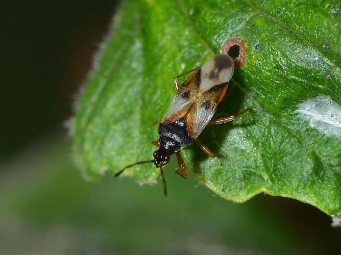 Punaise des fleurs (Anthocoris nemorum) © "kristobal22"