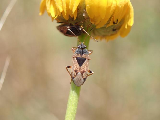 Trapezonotus ullrichi © David Renoult