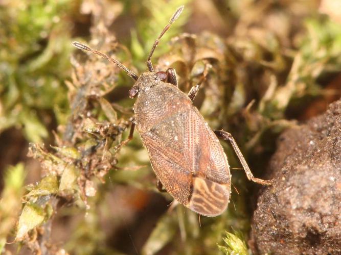 Punaise brune ponctuée (Stygnocoris fuligineus) © Marie Lou Legrand