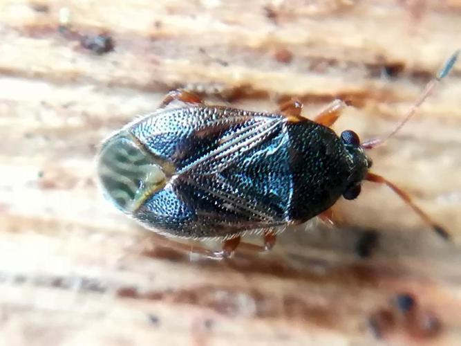 Stygnocoris sabulosus © "jfb22"