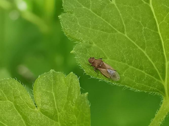 Cymus claviculus © Antoine Lantin