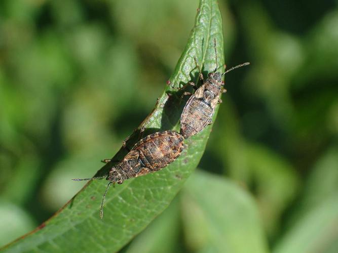 Nithecus jacobaeae © Matthieu Gauvain