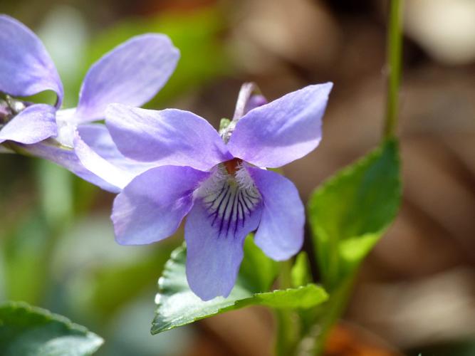Violette des bois (Viola reichenbachiana), fleur © Morvan Debroize