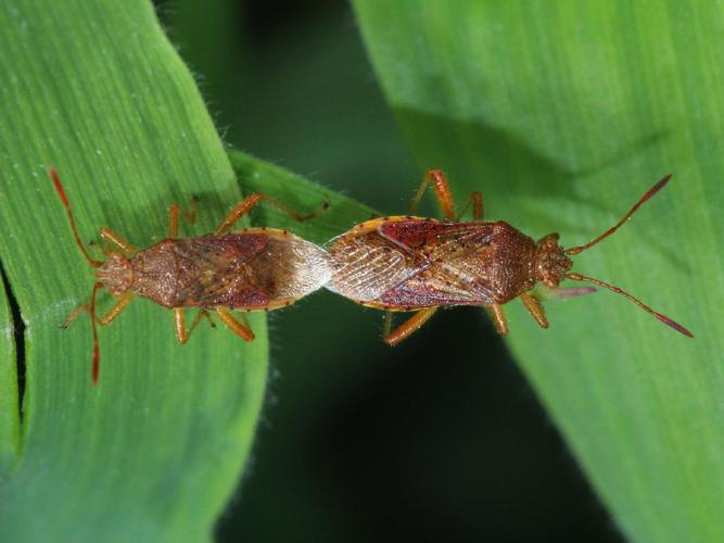 Rhopalus maculatus © Juvé Yannick