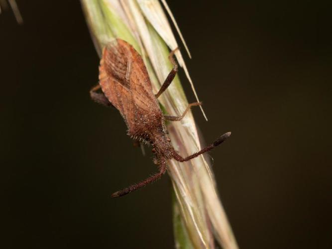 Coriomeris denticulatus © Martin Galli