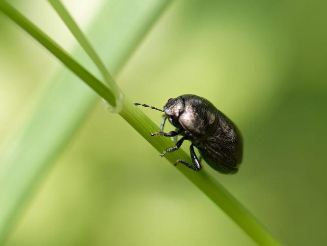 Thyreocoris scarabaeoides © Bernard Noguès