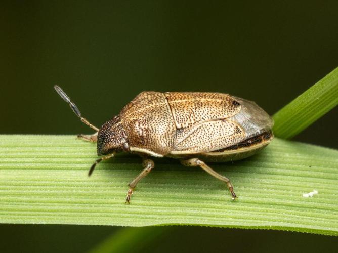 Neottiglossa pusilla © Martin Galli