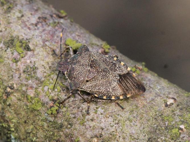 Troilus luridus © Marie Lou Legrand