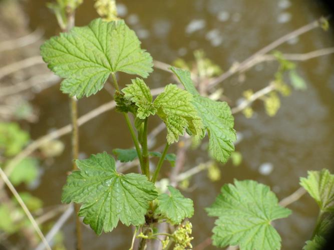 Groseillier rouge (Ribes rubrum) © Morvan Debroize