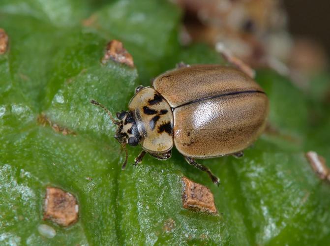 Aphidecta obliterata © Gilles San Martin