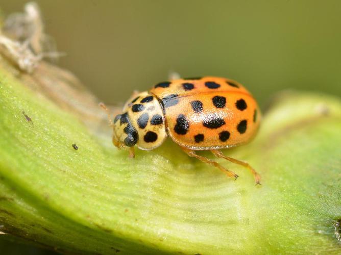 Coccinelle à dix-neuf points (Anisosticta novemdecimpunctata) © Gilles San Martin