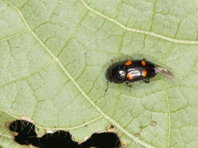 Glischrochilus hortensis © Lupoli Roland